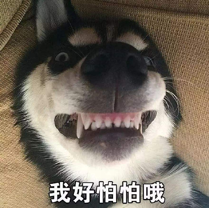 二哈搞笑图片,哈士奇笑出猪叫声,前方高能,请屏住呼吸