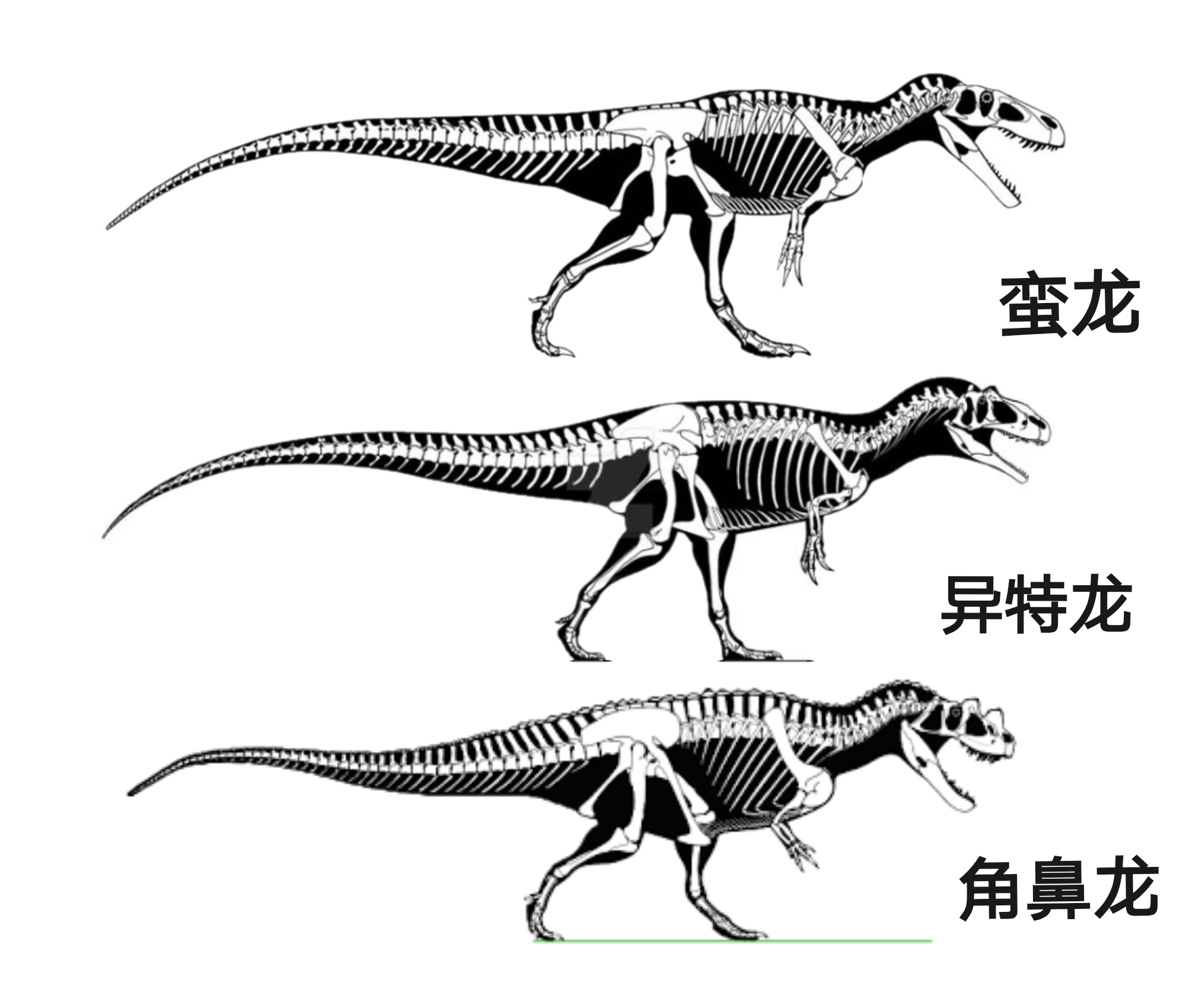 君王霸王龙,卡洛琳南方巨兽龙,埃及棘背龙,三者骨骼复原图