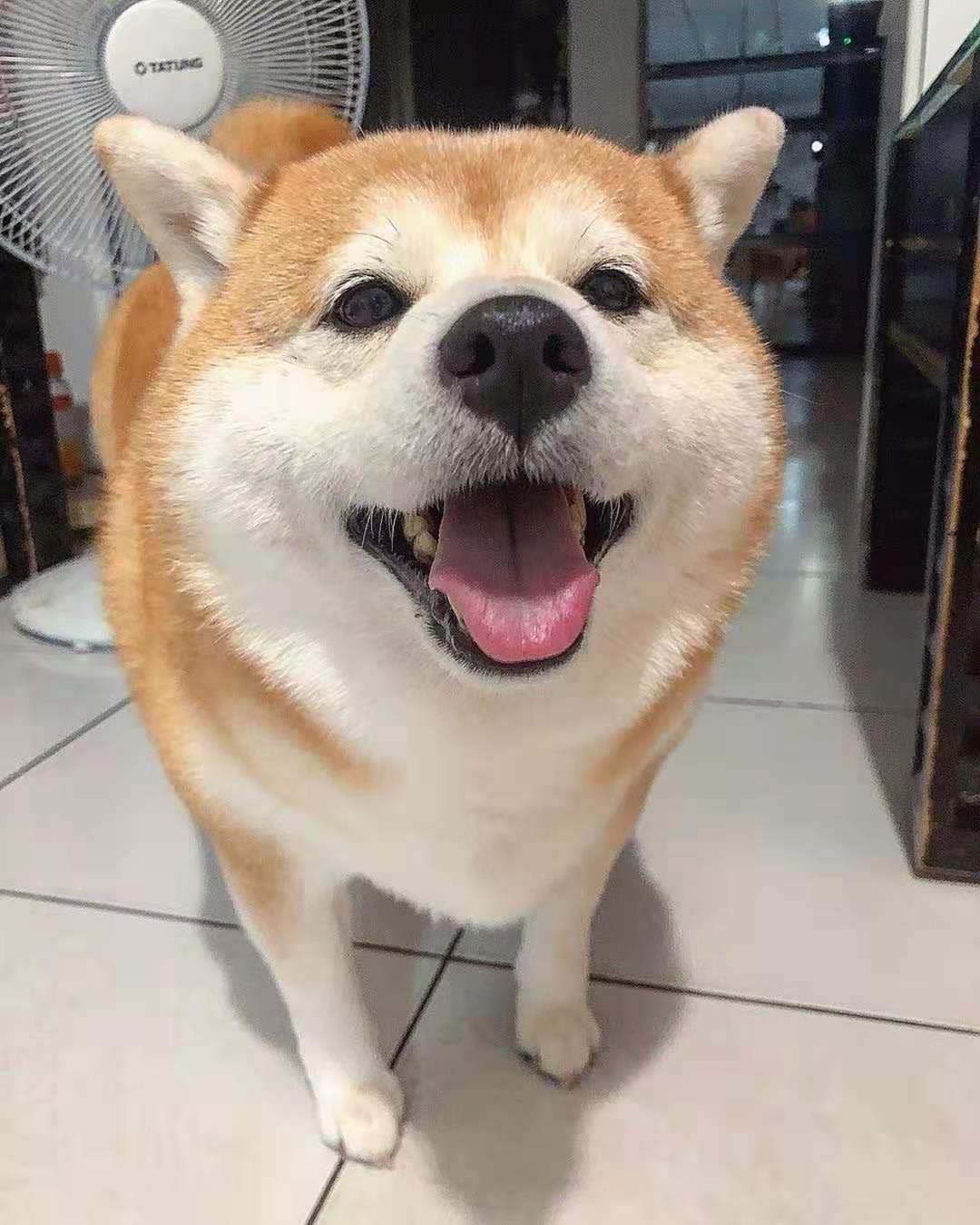 柴犬真的是个行走的表情包,咧嘴的时候好像一个人在笑,而且笑里藏着