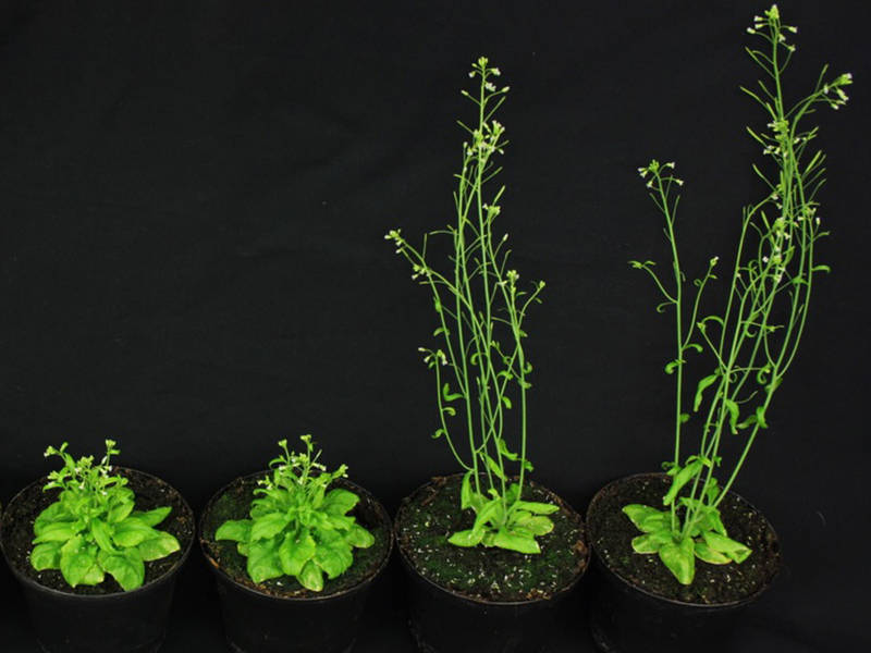 拟南芥(arabidopsis thaliana)