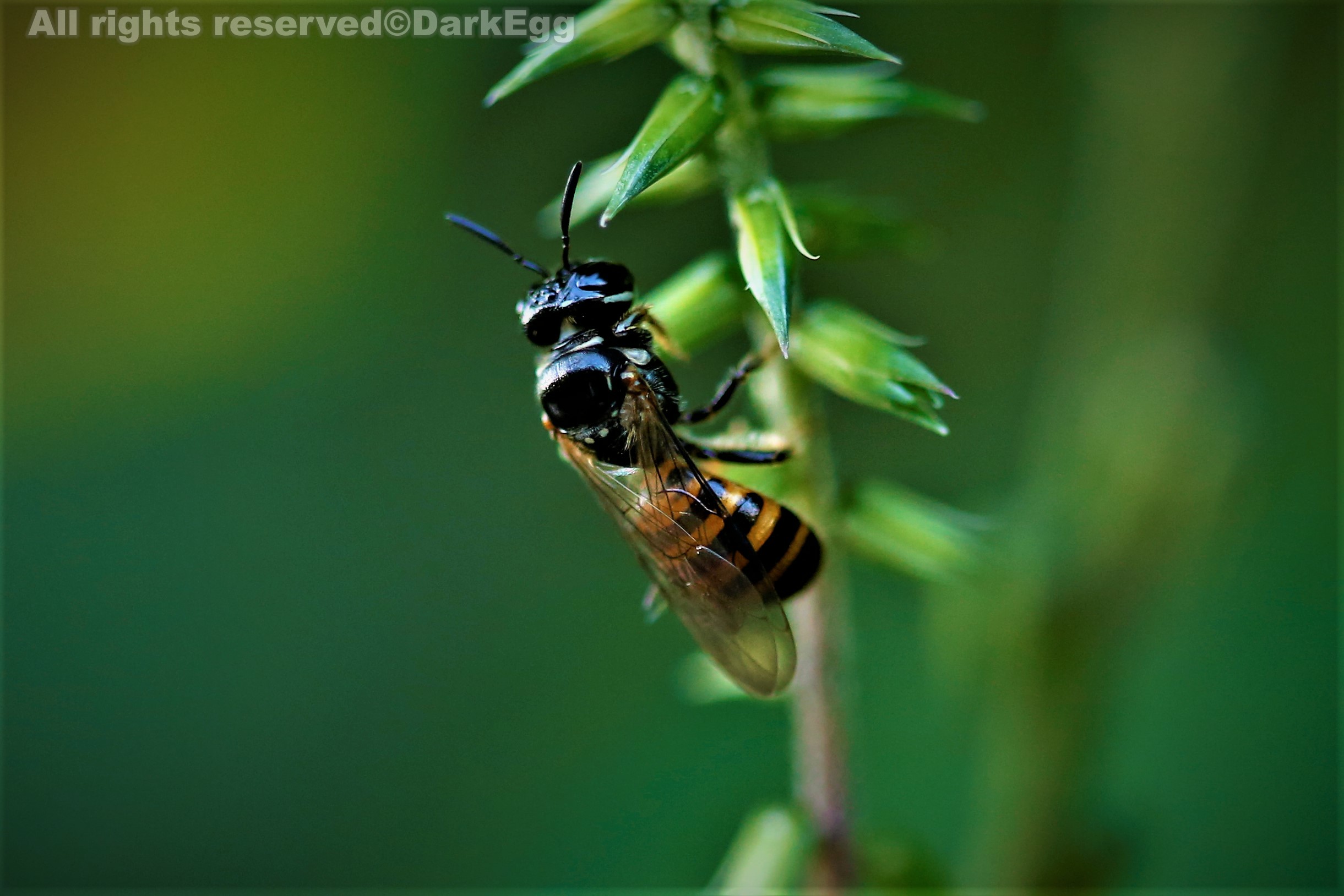 淡脉隧蜂属 lasioglossum sp2.