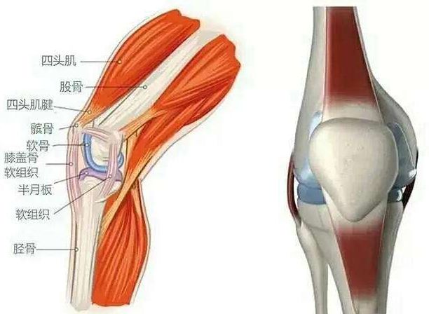 膝盖关节及其周围肌肉(图源网络)