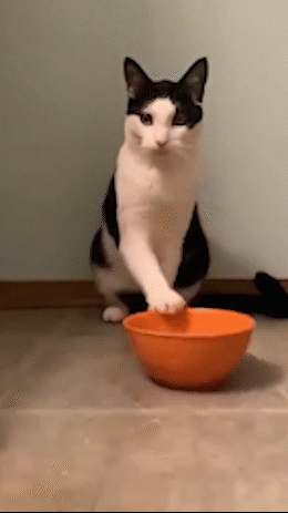 沙雕动物gif,快来保存表情包