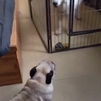 沙雕动物gif,快来保存表情包