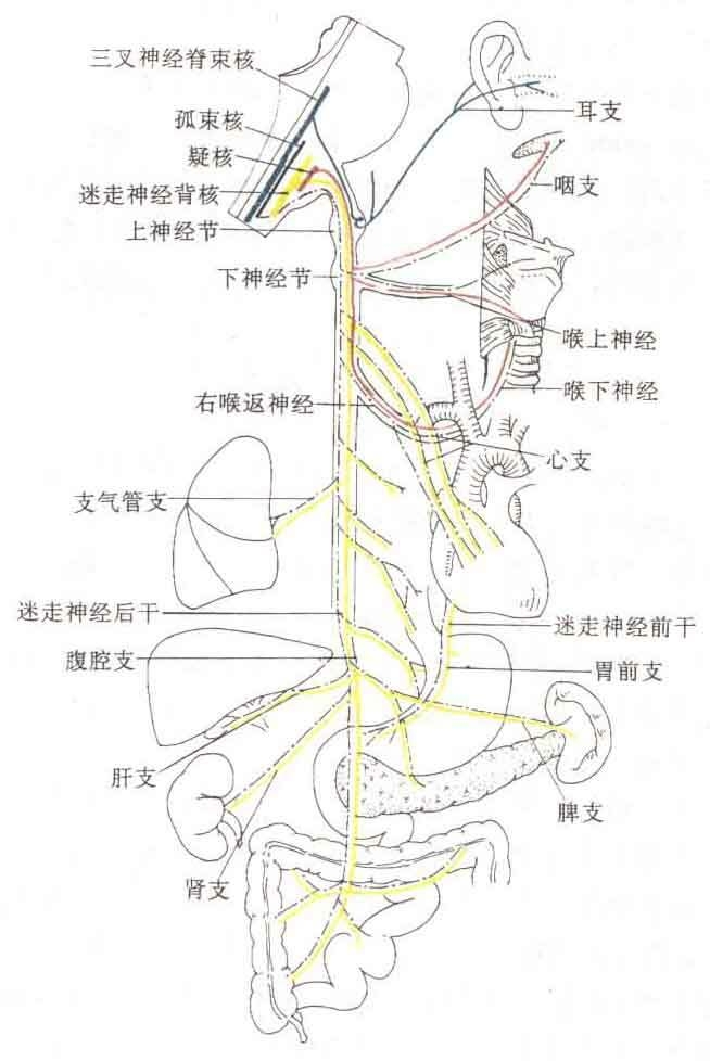 迷走神经及其分支