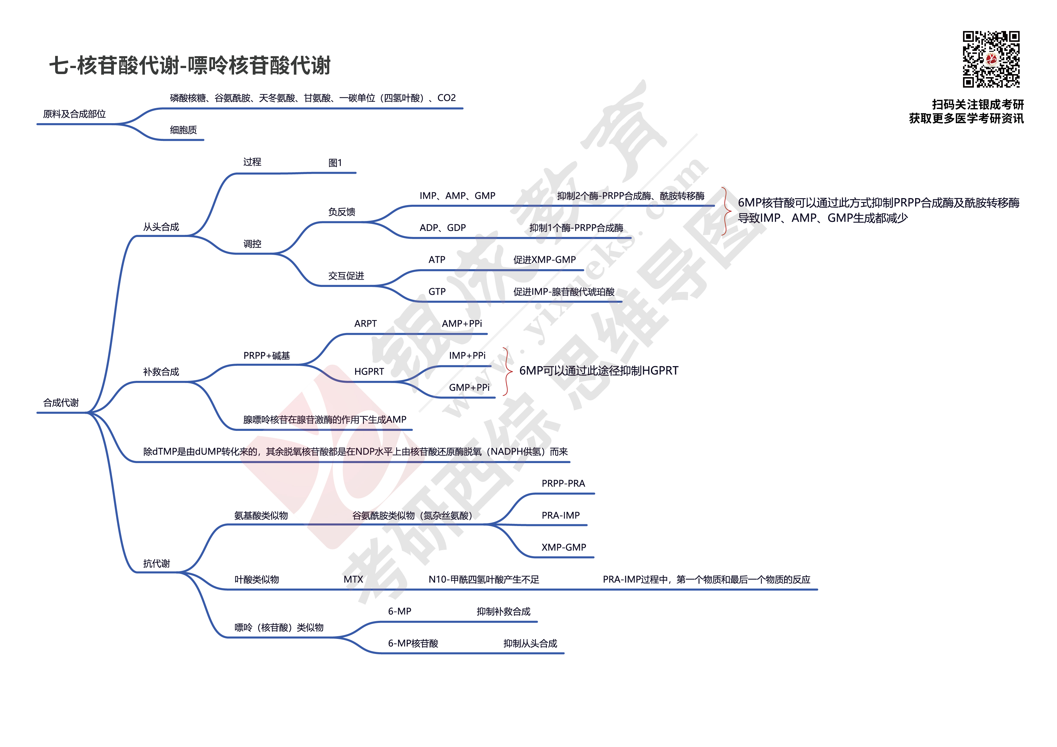 西综思维导图核苷酸代谢