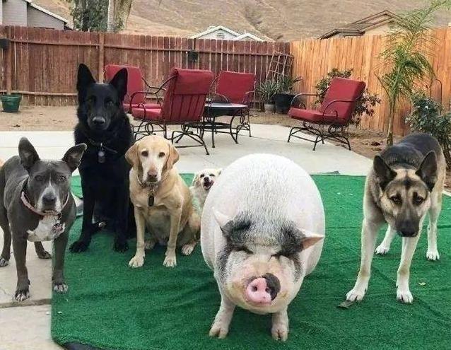 为什么狗粮中看不到猪肉的成分?