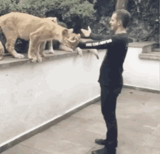 听说在这些国家人类可以合法遛大猫