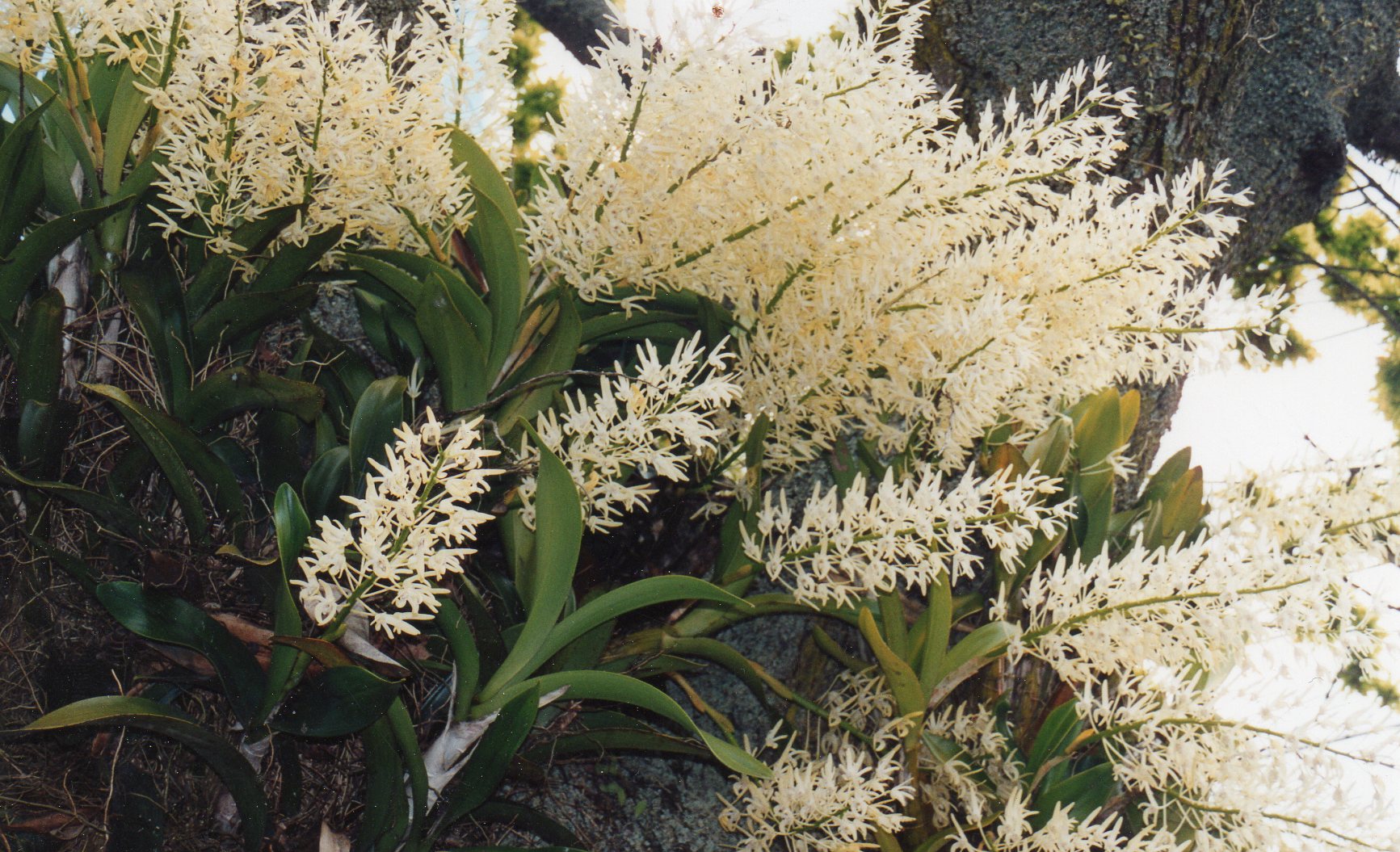 兰之恋歌壮丽之花dendrobium speciosum大明石斛