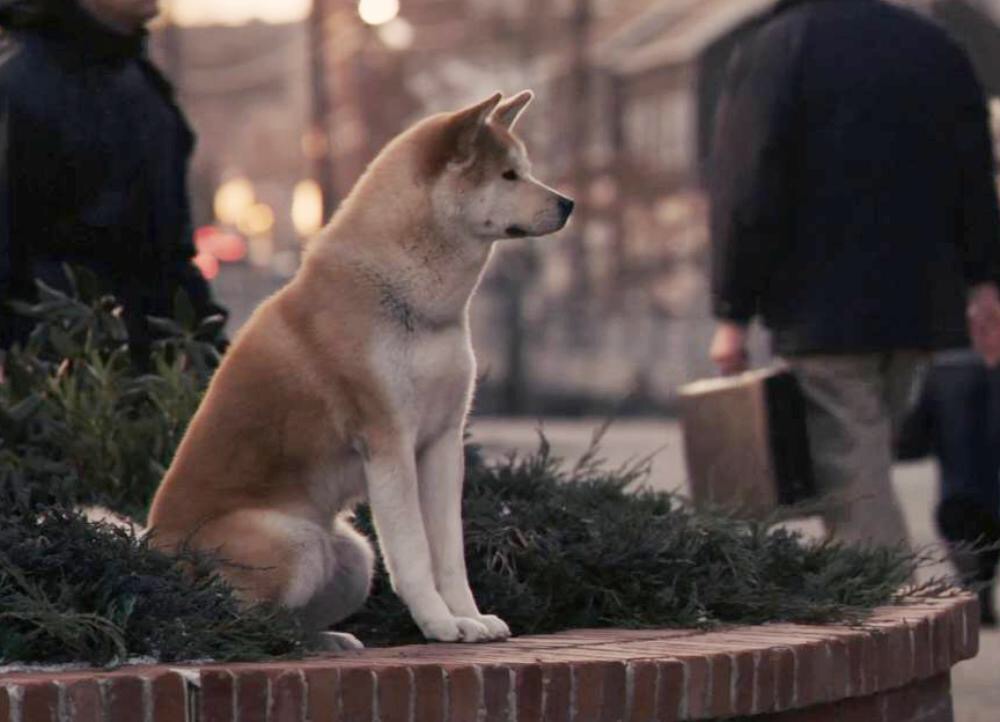 望着它的背影,早已眼眶湿润———《忠犬八公的故事》