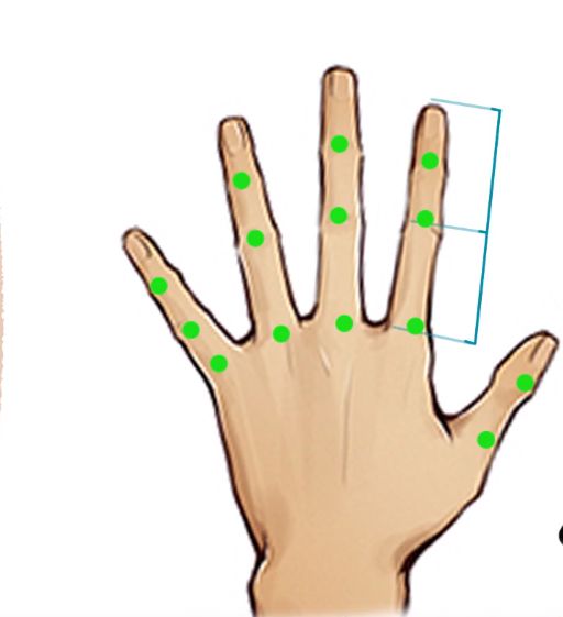 其余是4跟手指都有三个关节从中间是将4跟手指平分也是差不发的相同