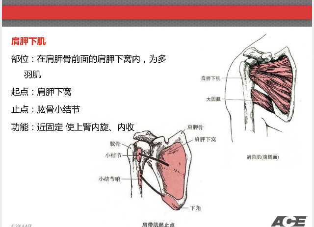 每天说一块肌肉之—(肩关节稳定的关键4)