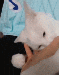 搞笑gif图段子:同学聚会上各种炫耀,大姐一进门全场瞬间安静了!