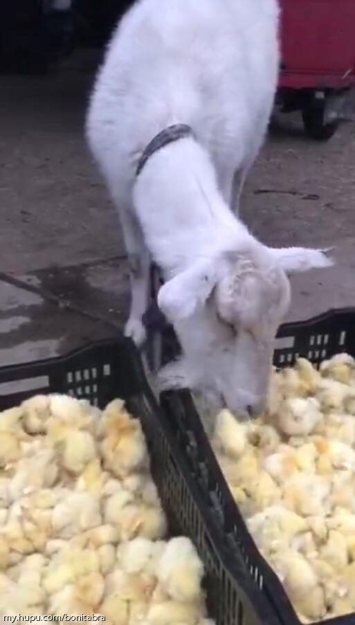 羊吃活鸡你觉得是什么原因这样的羊你敢养么