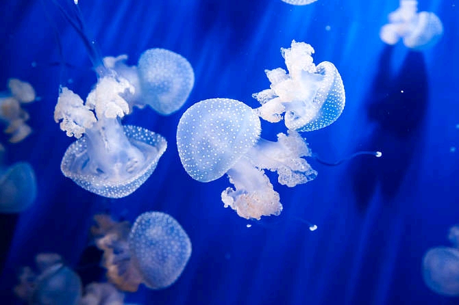 海月水母
