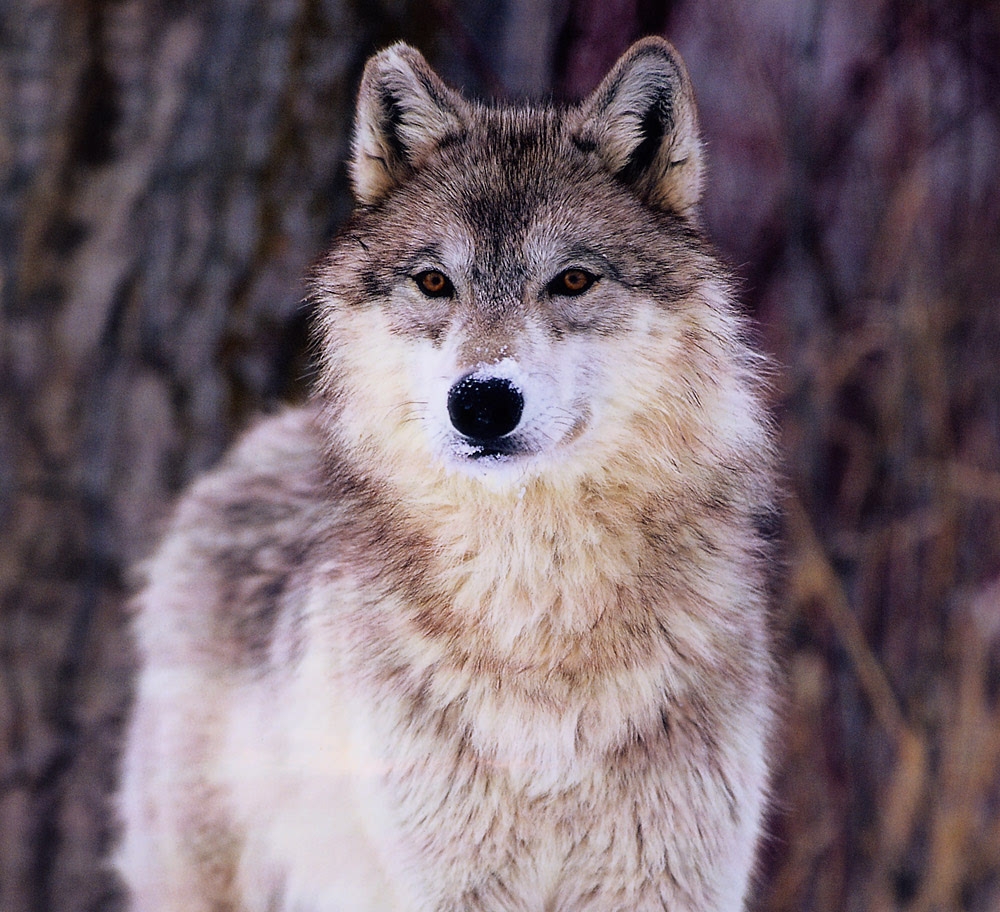 狼狼什么的最可爱了!