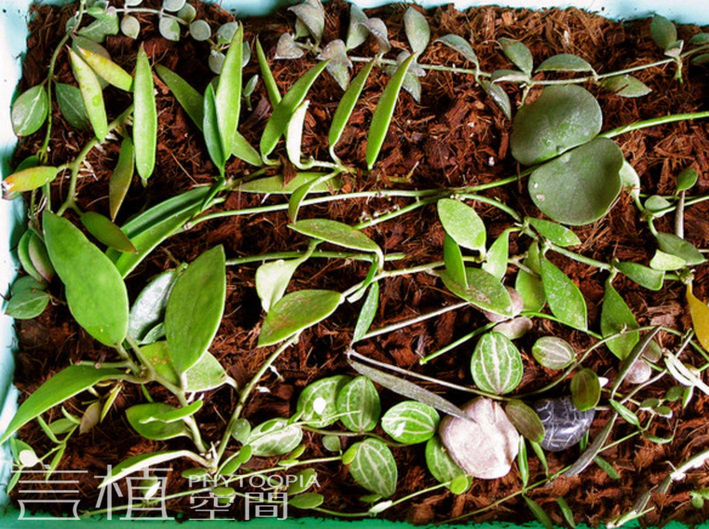 言植空间,植物科普,雨林植物,雨林生态缸植物推荐-眼树莲属
