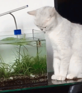 小丑鱼竟然想亲亲猫咪,喵星人连忙躲到一边:人家可是正经喵