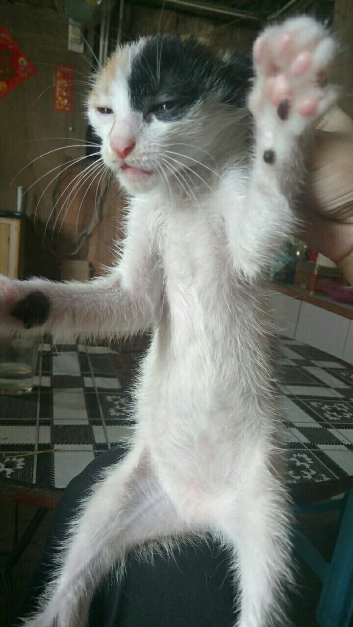 一只一个月不到洗了三次澡的傻猫!