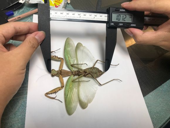 螳螂标准尺量图拍摄方法科普