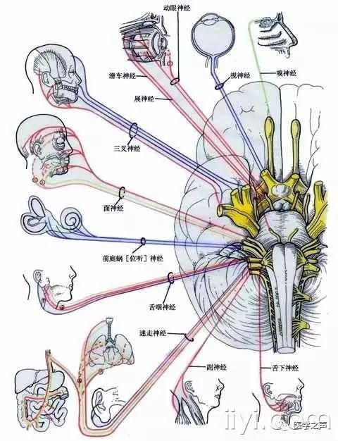 神经系统的组成思维导图神经系统的组成和功能示意图