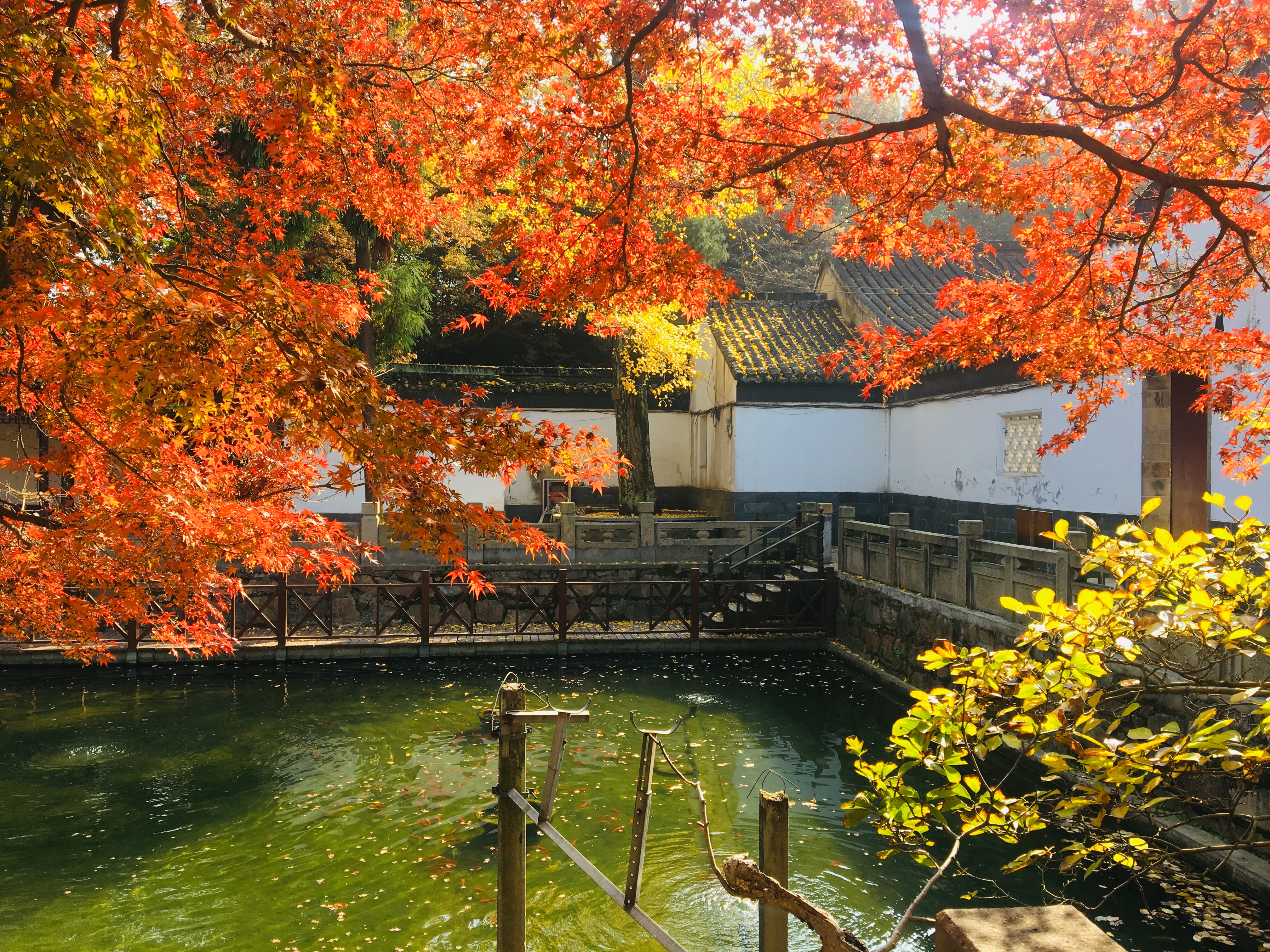 除了苏州天平山,这里也有如画秋景!人与景相映,景使人