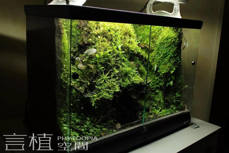 言植空间生态造景雨林缸作品赏析