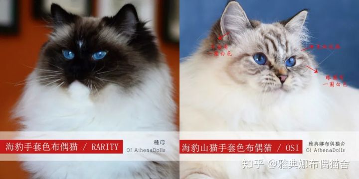 图文详解布偶猫品相花色cfa和tica协会评分标准