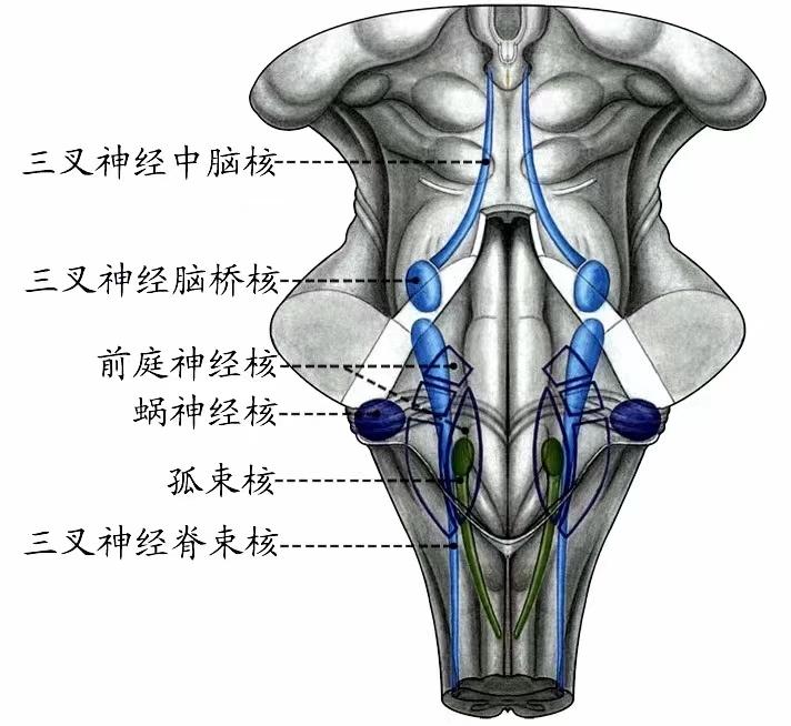 脑干的内部结构