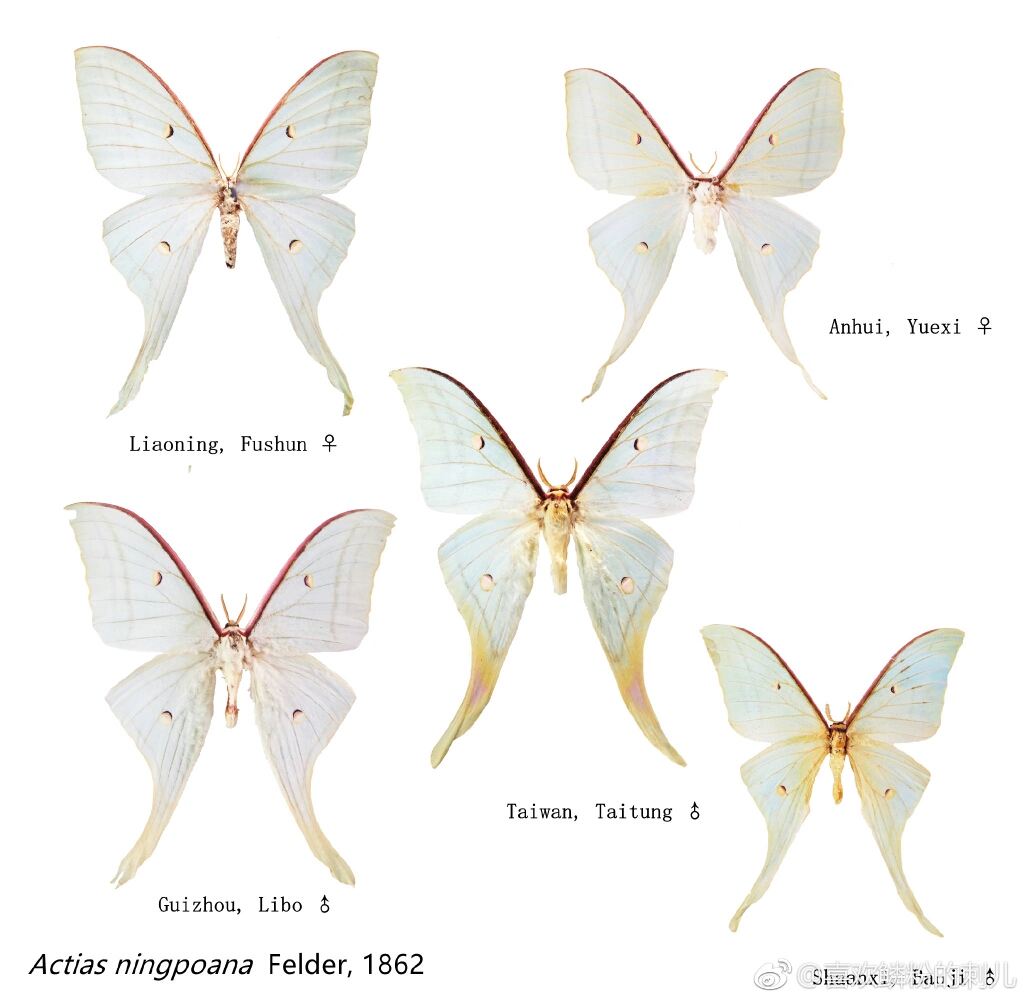 【VZZ】关于绿尾天蚕蛾和宁波尾天蚕蛾的区分