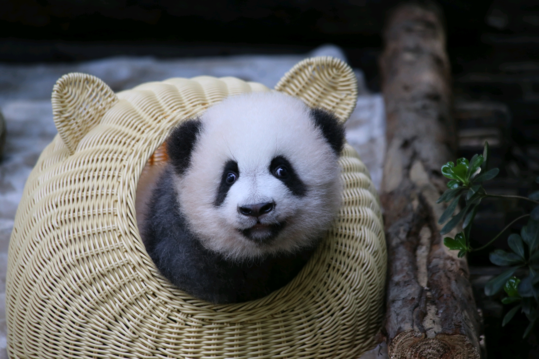 绩笑灵魂发问:你确定不买吗?