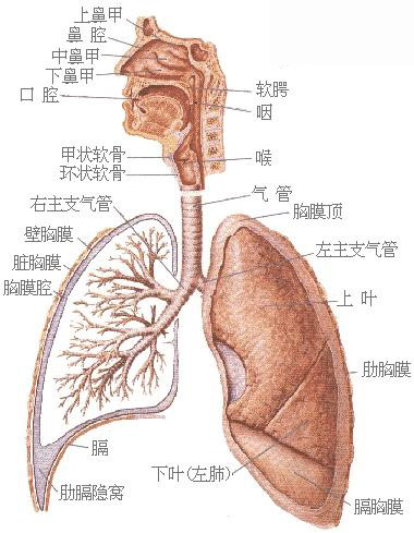 史上最全的人体(组织器官)全图