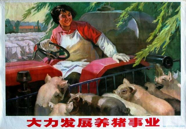 老版宣传画 大力发展养猪事业