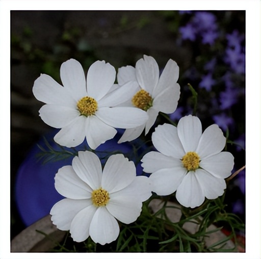 花朵的隐秘几何4:暴力拆解花朵的几何结构 (从6瓣到13瓣)