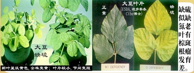实用版—植物缺素病症检索总表