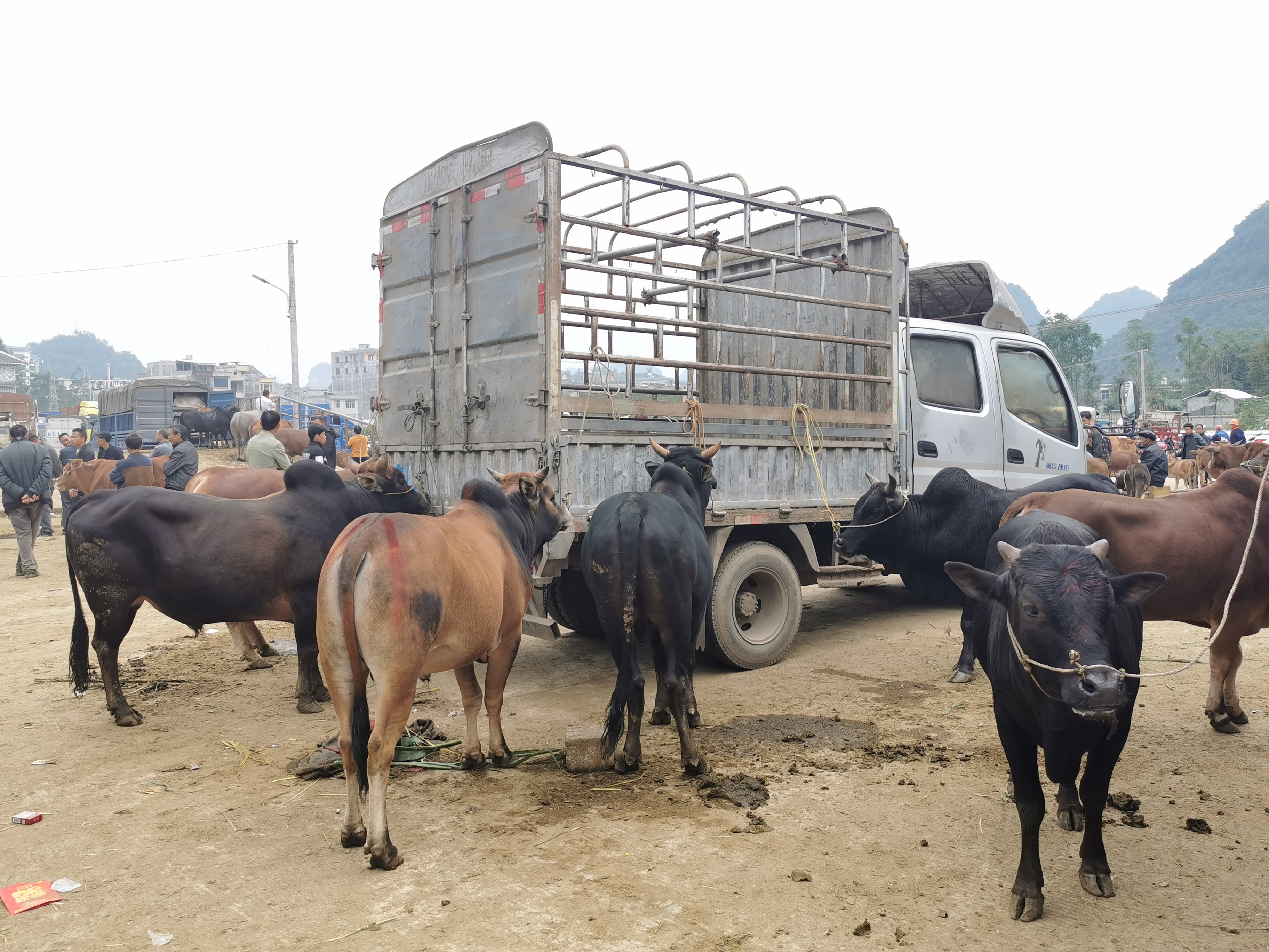 靖西市龙临大牲畜交易市场