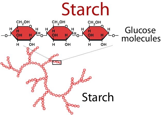 【淀粉(starch)的结构,由众多葡萄糖缩聚而成,还存在不同的结构.】