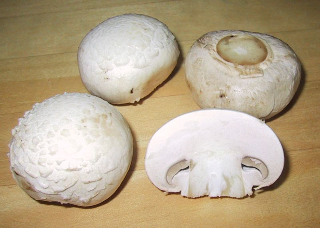 纽扣菇(button mushroom)