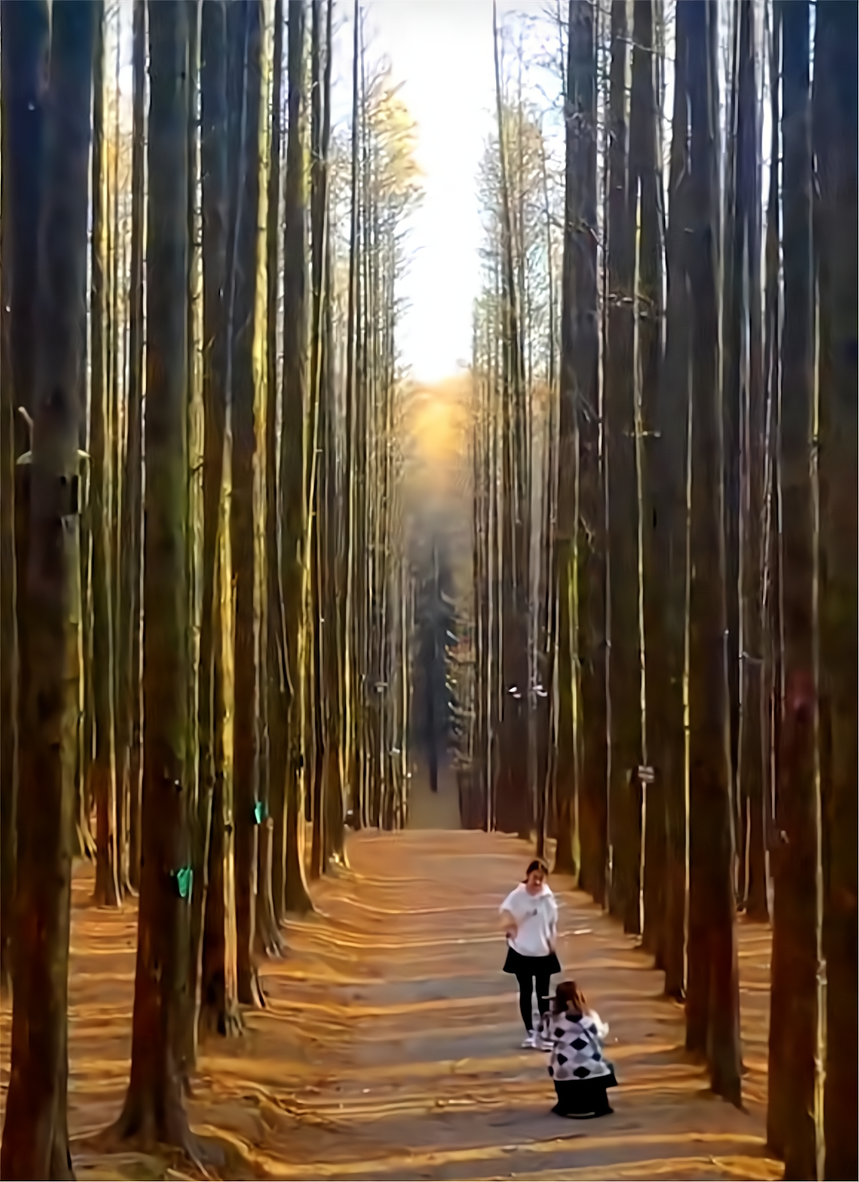 重庆南川的山王坪,石头上冒出来的森林,半山秋色半山春,太美了