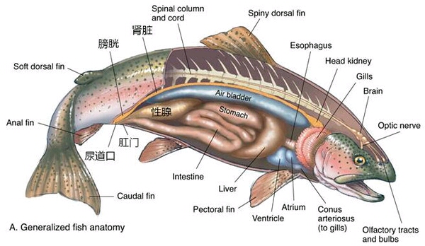 鱼类的身体结构剖面图,可见中枢神经与心脏器官和昆虫相反