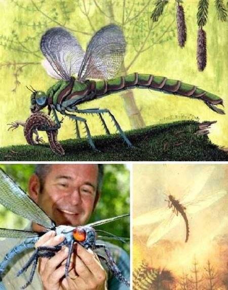 最大的昆虫在我国最重昆虫在澳洲但相比这些远古巨虫都差远了