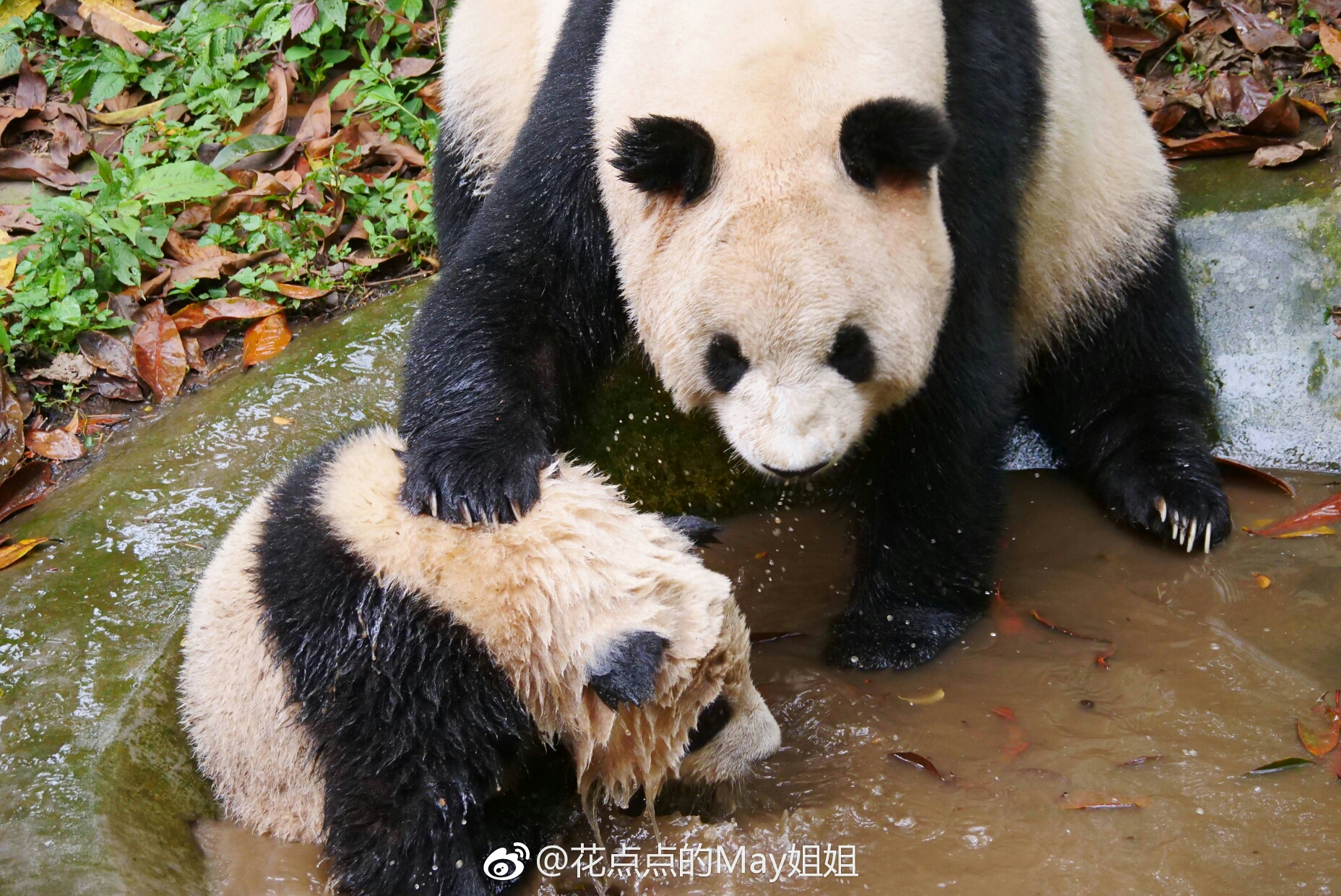 【大熊猫胖大海】屎大海与瑛华妈咪的二三事