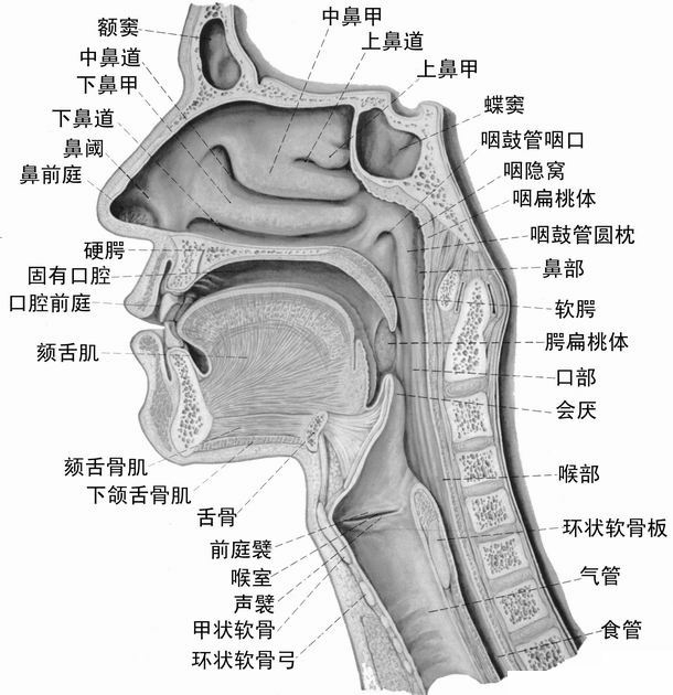 咽和喉