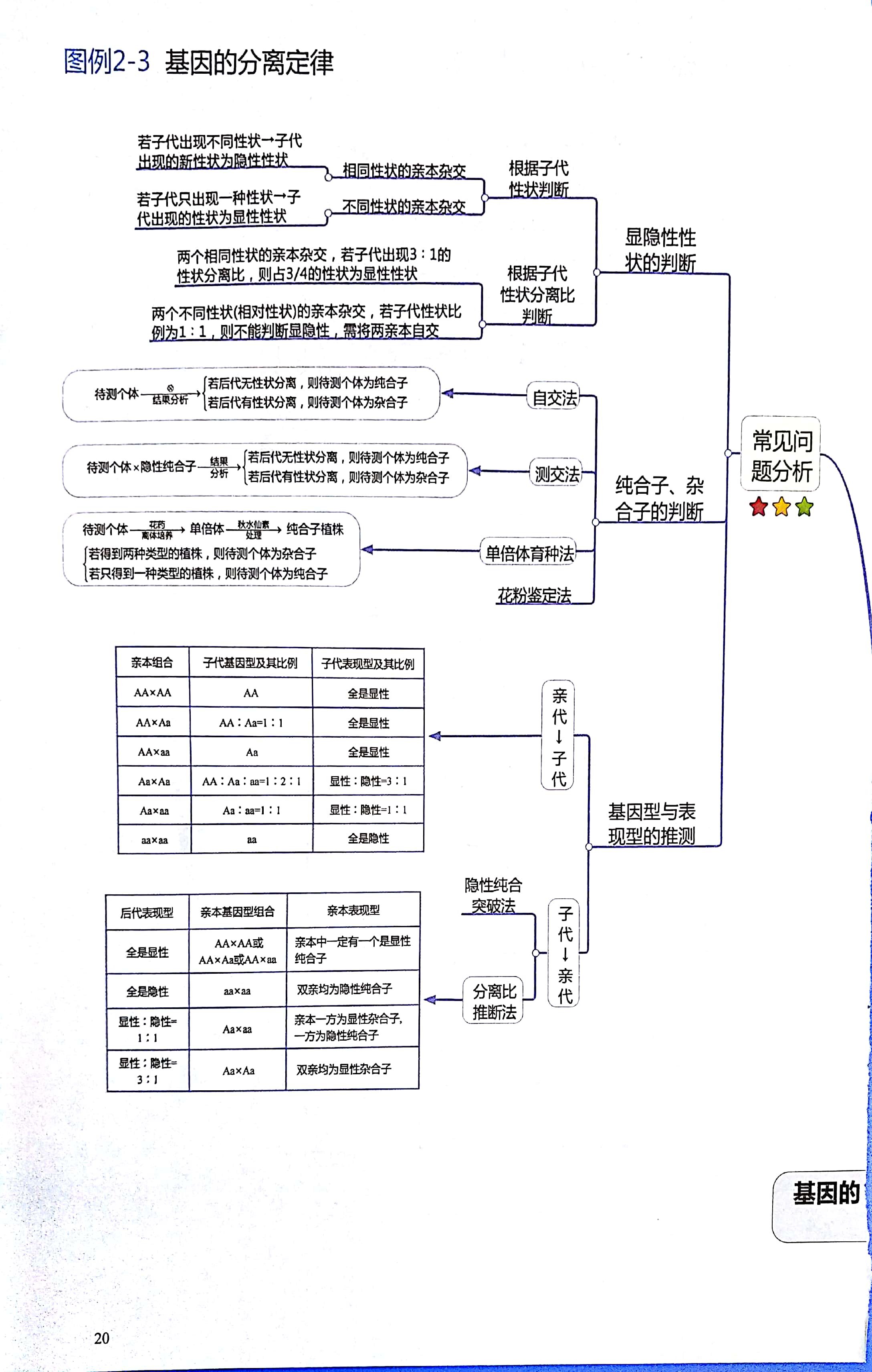 高中生物思维导图