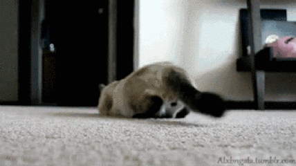 壁纸 动物 狗 狗狗 428_240 gif 动态图 动图
