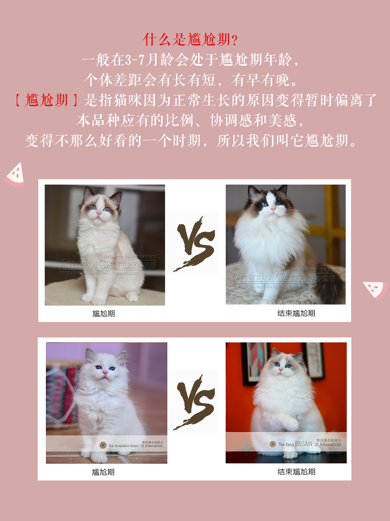 一组图带你了解布偶猫的成长过程布偶猫的尴尬期