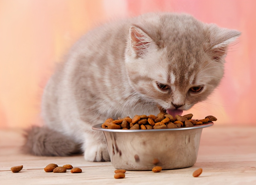 这几种猫咪禁吃的食物,一口都别给猫喂