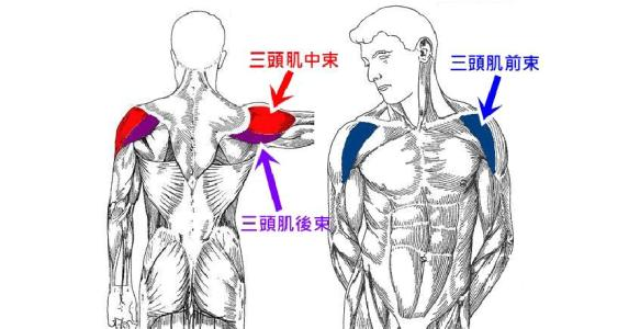 三角肌后束训练动作俯身t形杠铃侧举