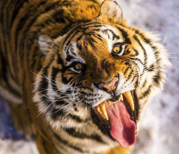 虎高达500公斤的咬合力咬断了他的脖子,最终张丰年死在了这头凶猛巨兽