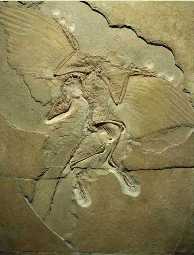 带羽恐龙 (archaeopteryx) 在此之前8年,始祖鸟——最早的鸟类的化石